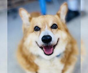 Pembroke Welsh Corgi Dogs for adoption in Fairfax, VA, USA