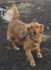Golden Retriever Dogs for adoption in Buffalo, NY, USA