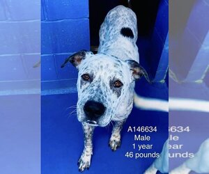American Pit Bull Terrier-Dalmatian Mix Dogs for adoption in Calgary, Alberta, Canada
