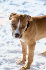 American Bulldog Dogs for adoption in Ashland, WI, USA