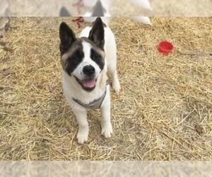 Akita Dogs for adoption in Clarksville, MO, USA
