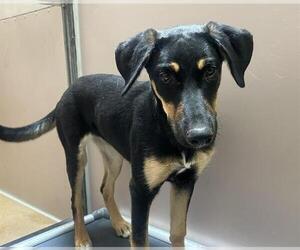 German Shepherd Dog-Unknown Mix Dogs for adoption in Martinez, CA, USA