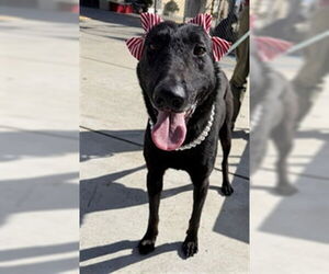 Mutt Dogs for adoption in Downey, CA, USA