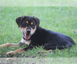 Mutt Dogs for adoption in Boston, MA, USA