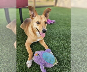 Mutt Dogs for adoption in oakland, FL, USA