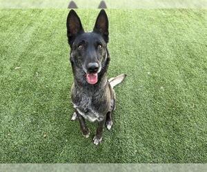 Mutt Dogs for adoption in Corona, CA, USA