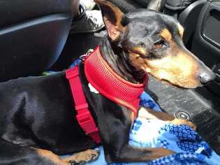 Miniature Pinscher Dogs for adoption in Glen Haven, WI, USA