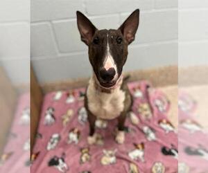 Bull Terrier Dogs for adoption in Brighton, CO, USA