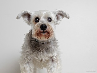 - Mix Dogs for adoption in Eden Prairie, MN, USA