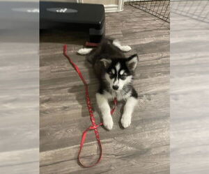 Alaskan Malamute Dogs for adoption in San Antonio, TX, USA