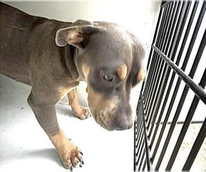 Medium Photo #1 Doberman Pinscher-Unknown Mix Puppy For Sale in Houston, TX, USA