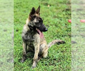 Dutch Shepherd -Unknown Mix Dogs for adoption in Greenville, SC, USA