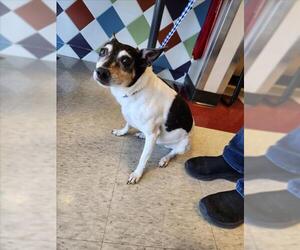 Mutt Dogs for adoption in Plano, TX, USA