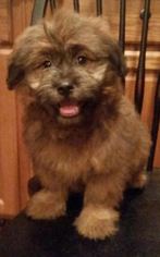 Shih Apso Dogs for adoption in SHERBURNE, NY, USA