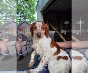 - Mix Dogs for adoption in Curwensville, PA, USA