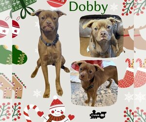 Chug Dogs for adoption in Lindsay, CA, USA