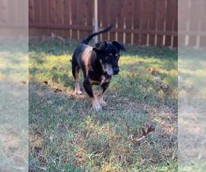 Dachshund Dogs for adoption in Flower Mound, TX, USA