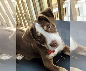 Mutt Dogs for adoption in Mount Laurel, NJ, USA