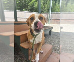 Beagle-Unknown Mix Dogs for adoption in Palmetto, FL, USA