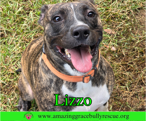 Bulldog-Unknown Mix Dogs for adoption in Milton, FL, USA