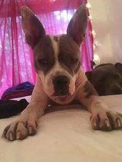 American Boston Bull Terrier Dogs for adoption in New York, NY, USA