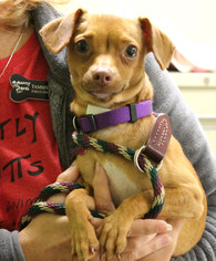 Chiweenie Dogs for adoption in Kennesaw, GA, USA