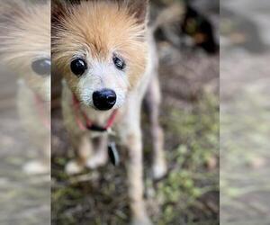 Pomeranian Dogs for adoption in Arlington, VA, USA
