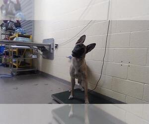 Mutt Dogs for adoption in Denver, CO, USA