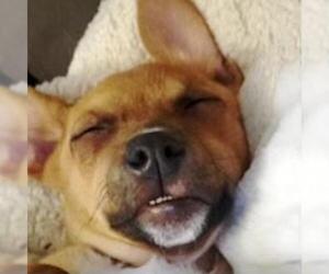 Chiweenie Dogs for adoption in San Juan Capistrano, CA, USA