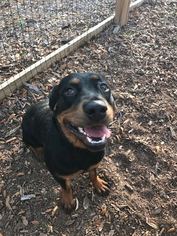 Rottweiler Dogs for adoption in Savannah, NY, USA