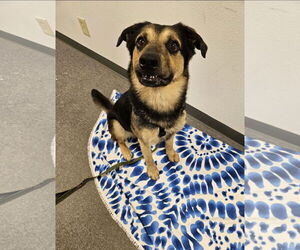 Mutt Dogs for adoption in Euless, TX, USA