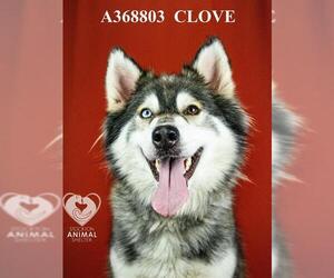 Siberian Husky-Unknown Mix Dogs for adoption in Stockton, CA, USA