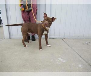 American Staffordshire Terrier-Unknown Mix Dogs for adoption in Louisville, KY, USA
