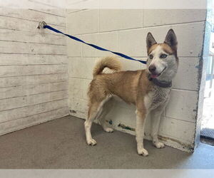 Siberian Husky Dogs for adoption in San Bernardino, CA, USA