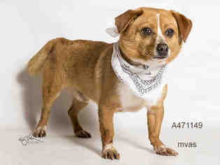 Chug Dogs for adoption in Moreno Valley, CA, USA