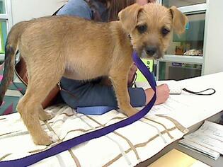 Border Terrier Dogs for adoption in Rancho Cucamonga, CA, USA
