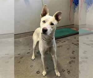 Labrador Retriever-Siberian Husky Mix Dogs for adoption in Camarillo, CA, USA