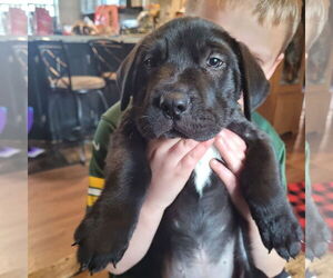 Chinese Shar-Pei-Unknown Mix Dogs for adoption in New London, WI, USA
