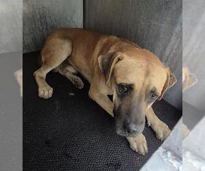 Black Mouth Cur-Unknown Mix Dogs for adoption in San Antonio, TX, USA