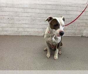 American Pit Bull Terrier-Unknown Mix Dogs for adoption in San Bernardino, CA, USA