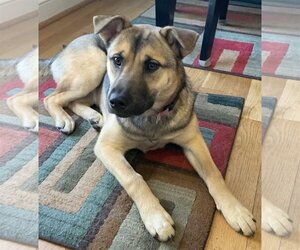 German Shepherd Dog-Huskies  Mix Dogs for adoption in Cary, NC, USA
