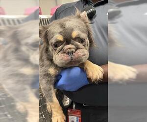 French Bulldog Dogs for adoption in Houston, TX, USA