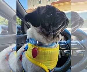 Pug Dogs for adoption in Concord, CA, USA