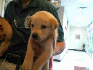 Golden Shepherd Dogs for adoption in Plano, TX, USA