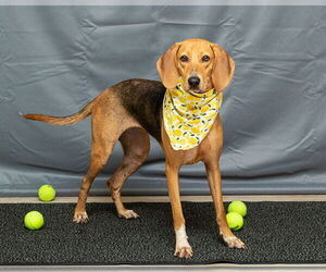 Mutt Dogs for adoption in Sanford, FL, USA