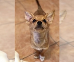 Chiranian Dogs for adoption in San Bernardino , CA, USA