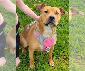 American Pit Bull Terrier-Unknown Mix Dogs for adoption in Bellingham, WA, USA