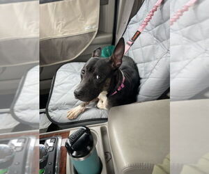 Miniature Pinscher Dogs for adoption in Derwood, MD, USA