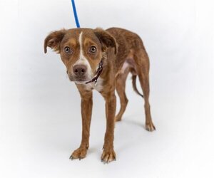 Raggle Dogs for adoption in Princeton, MN, USA