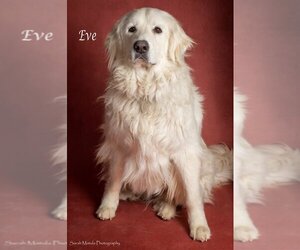 Great Pyrenees Dogs for adoption in PEYTON, CO, USA